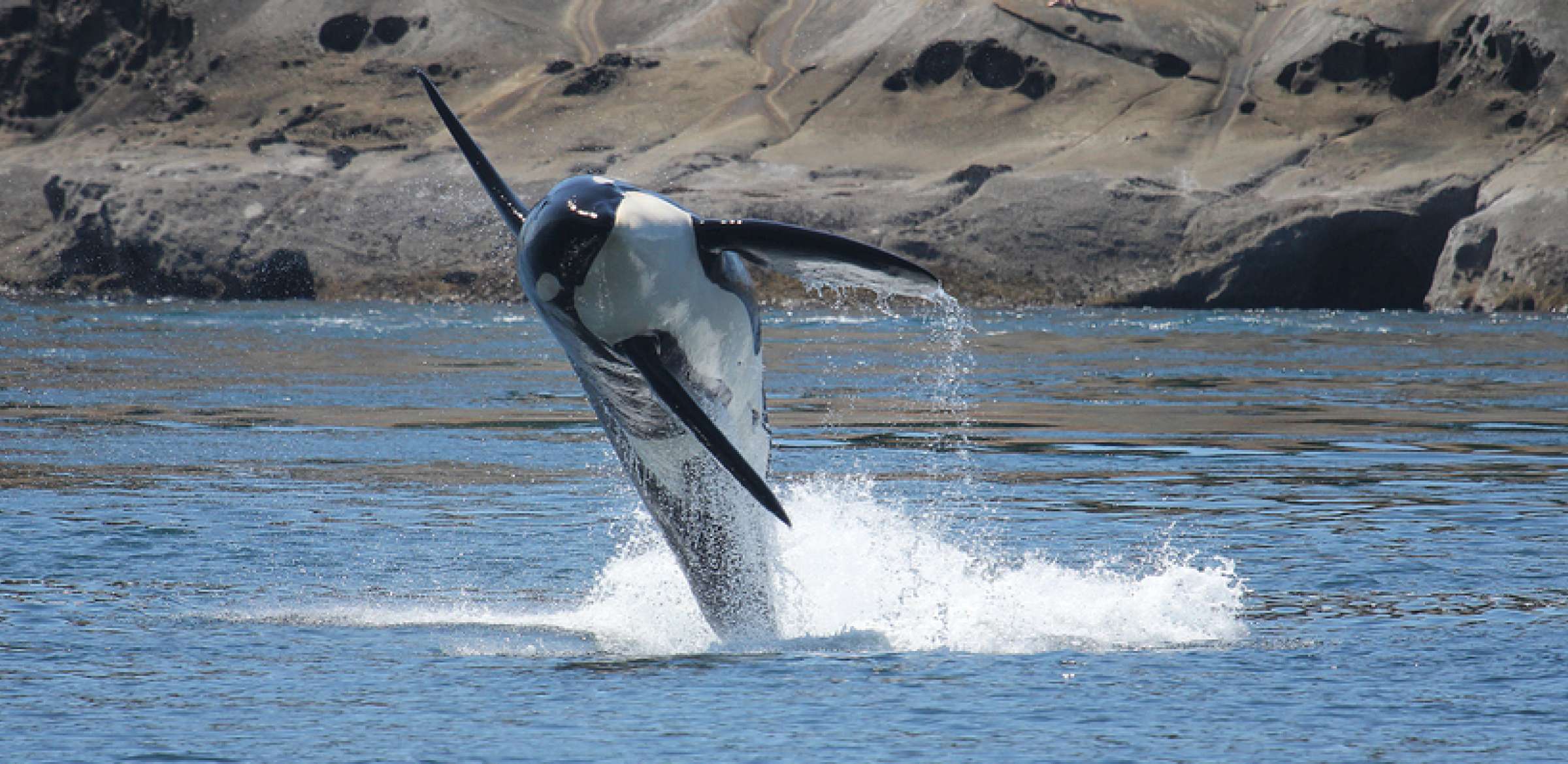 Iconic Orca Whales in the San Juan Islands Gallery Island Adventures